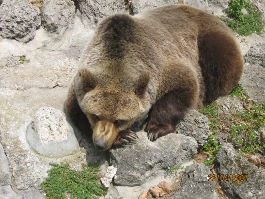 Varna Zoo_1