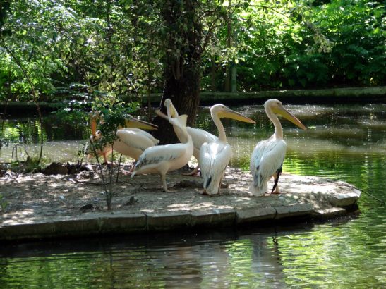 Varna Zoo_2