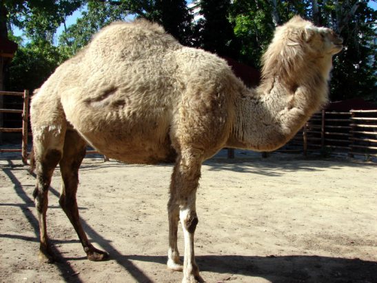 Varna Zoo_3
